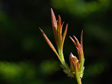 bingo直播狂欢夜，惊喜大奖等你来赢！