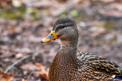 Blibli直播盛宴：二次元爱好者的狂欢派对