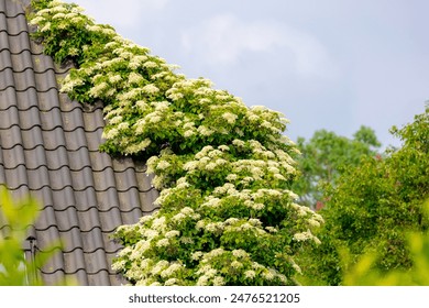 BBC新闻直播：全球热点事件全天候实时追踪报道