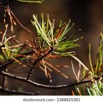 A菌直播首秀:探索微生物世界的奇妙之旅 lraxr8js4