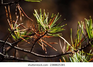 A菌直播首秀:探索微生物世界的奇妙之旅 A菌直播首秀:探索微生物世界的奇妙之旅