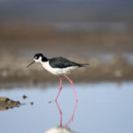 《东森电影在线直播》高清免费观看最新热门大片 o28jy760